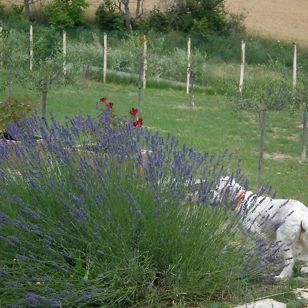 Bed and Breakfast Brizi Ασίζη