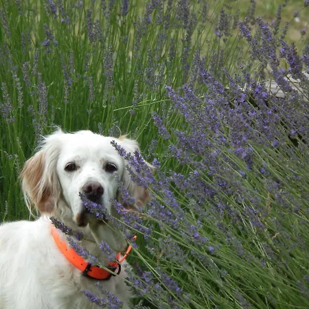 Brizi Bed & Breakfast 4*