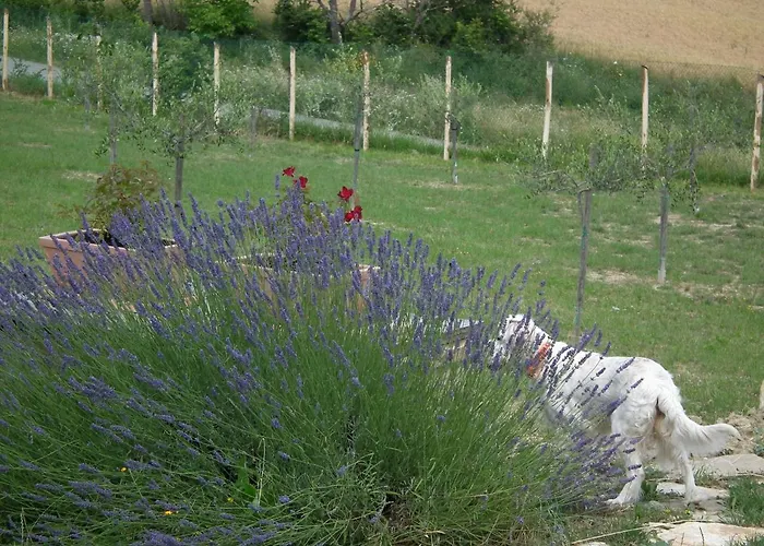 Bed & Breakfast Brizi Assisi