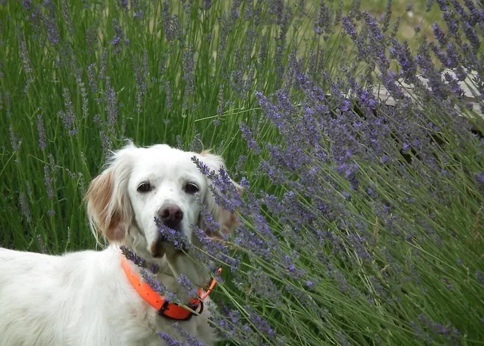 Brizi Bed & Breakfast 4*